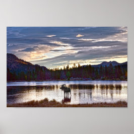 Bull Moose am Sprague Lake, Colorado Poster