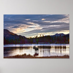 Bull Moose am Sprague Lake, Colorado Poster