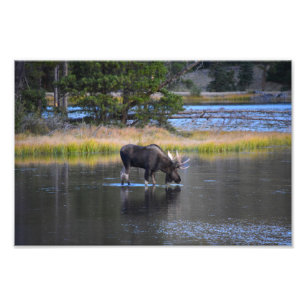 Bull Moose Drink in Sprague Lake, Colorado Fotodruck