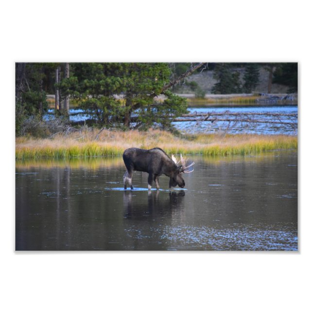 Bull Moose Drink in Sprague Lake, Colorado Fotodruck (Vorne)