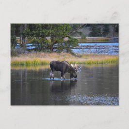 Bull Moose Drink in Sprague Lake, Colorado Postkarte