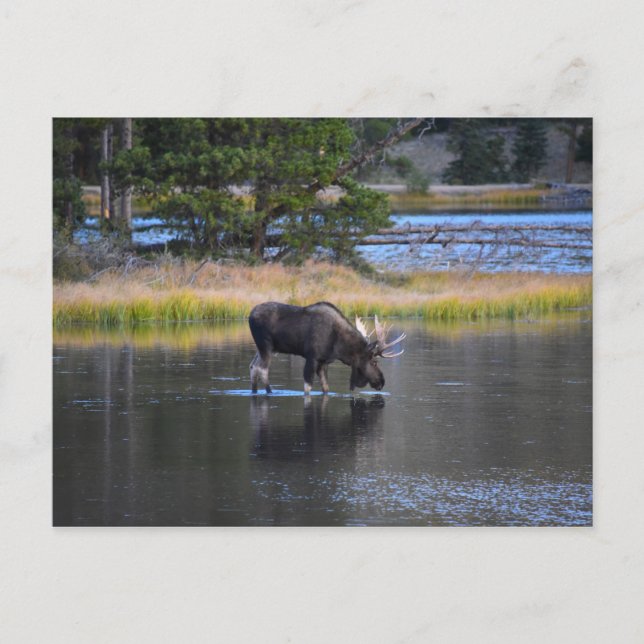 Bull Moose Drink in Sprague Lake, Colorado Postkarte (Vorderseite)