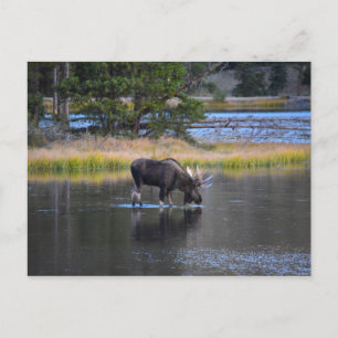 Bull Moose Drink in Sprague Lake, Colorado Postkarte