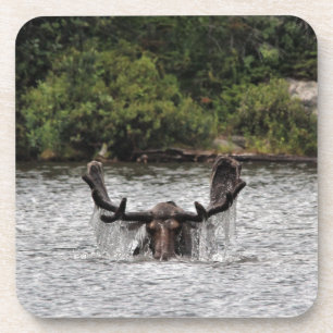 Bull Moose Getränkeuntersetzer