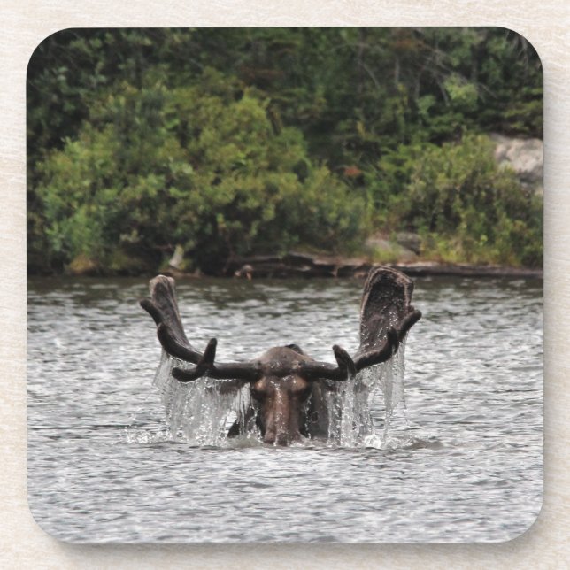 Bull Moose Getränkeuntersetzer (Vorderseite)