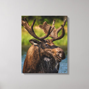 Bull Moose   Glacier National Park Montana Leinwanddruck