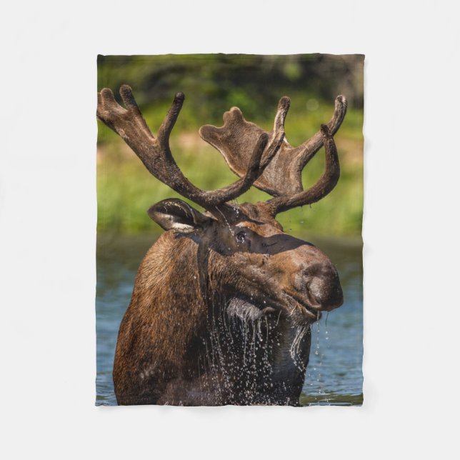 Bull Moose | Glacier Nationalpark Montana Fleecedecke (Vorderseite)
