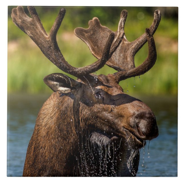 Bull Moose | Glacier Nationalpark Montana Fliese (Vorderseite)