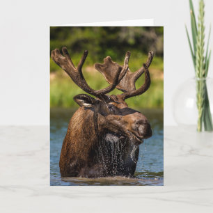 Bull Moose   Glacier Nationalpark Montana Karte