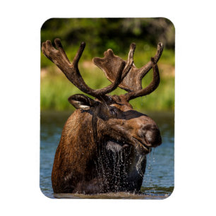 Bull Moose   Glacier Nationalpark Montana Magnet