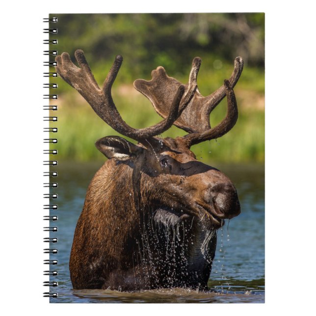 Bull Moose | Glacier Nationalpark Montana Notizblock (Vorderseite)