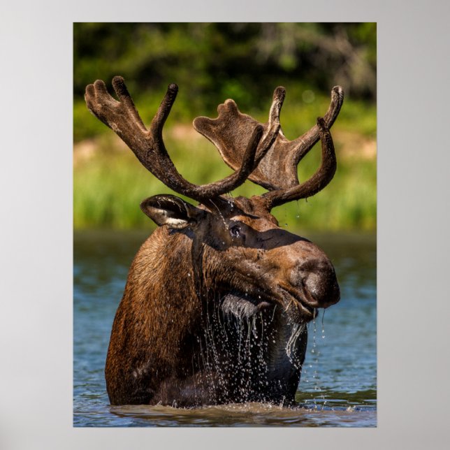 Bull Moose | Glacier Nationalpark Montana Poster (Vorne)