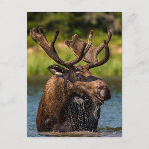 Bull Moose   Glacier Nationalpark Montana Postkarte