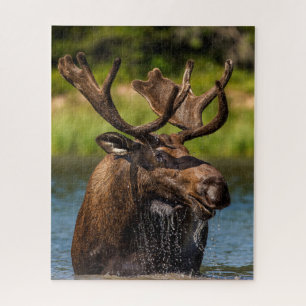 Bull Moose   Glacier Nationalpark Montana Puzzle
