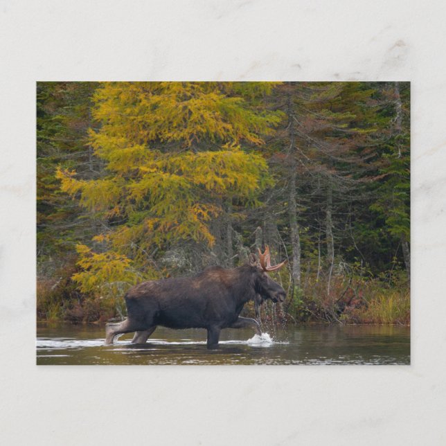 Bull Moose im See Postkarte (Vorderseite)