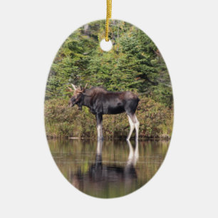 Bull Moose Keramikornament