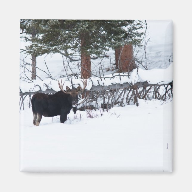Bull Moose Magnet (Vorne)