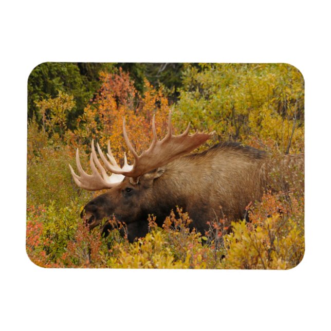Bull Moose | Nationalpark Denali, Alaska Magnet (Horizontal)