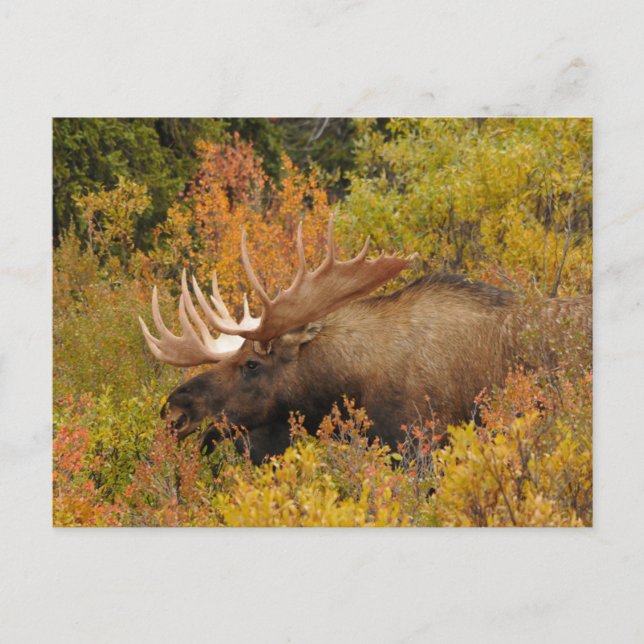 Bull Moose | Nationalpark Denali, Alaska Postkarte (Vorderseite)