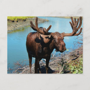 Bull Moose Postcard Postkarte