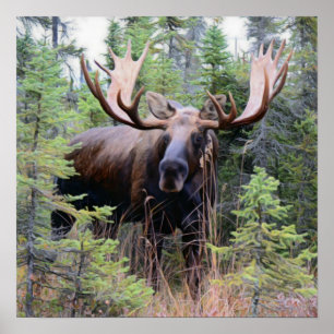 Bull Moose Poster