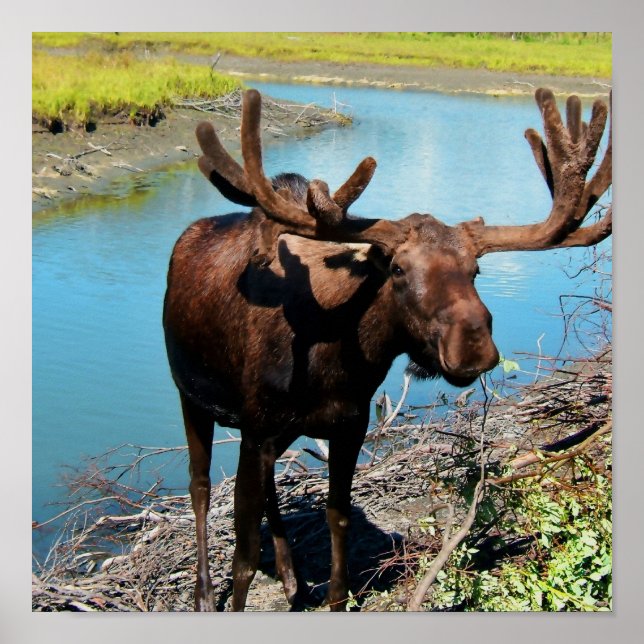 Bull Moose Poster Print (Vorne)