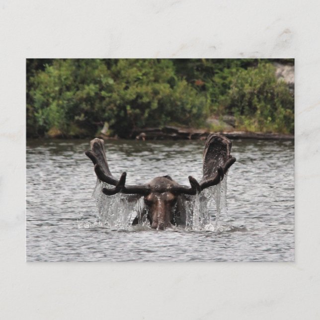 Bull Moose Postkarte (Vorderseite)