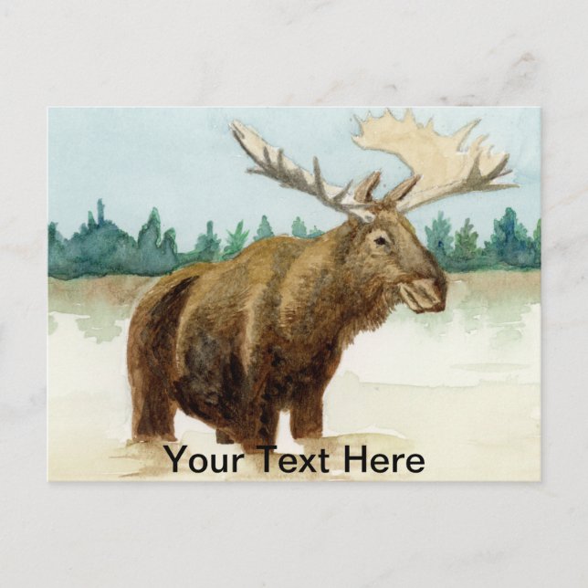 Bull Moose Postkarte (Vorderseite)