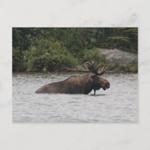 Bull Moose Postkarte
