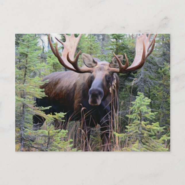 Bull Moose Postkarte (Vorderseite)