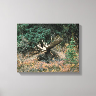 Bull Moose ruht in Vegitation umwickelte Leinwand 