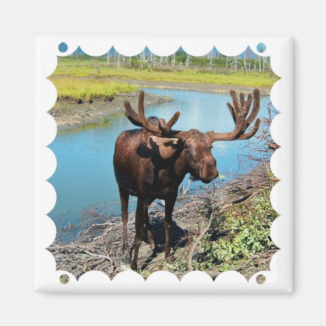 Bull Moose Square Magnet (Vorne)