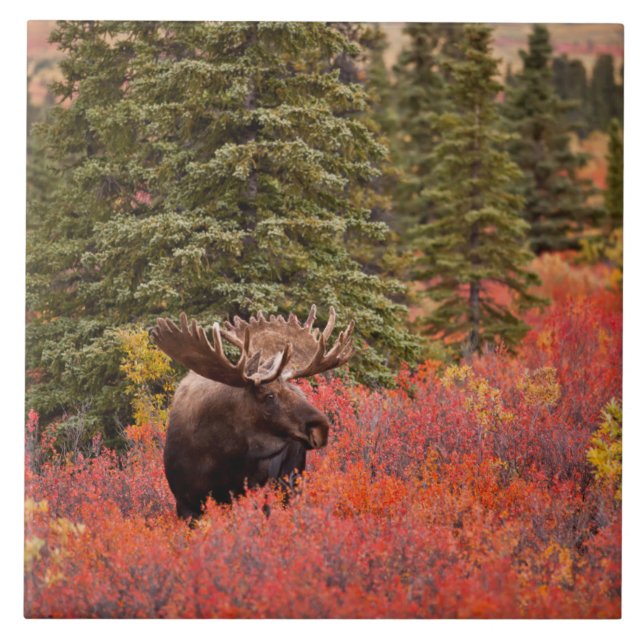 Bull Moose Stehend Fliese (Vorderseite)