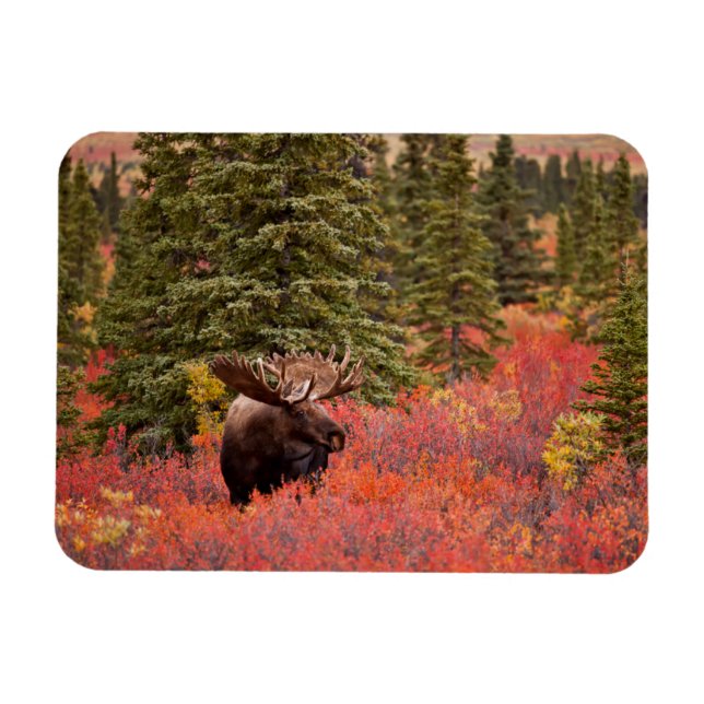 Bull Moose Stehend Magnet (Horizontal)