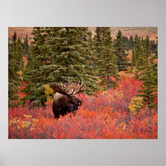 Bull Moose Stehend Poster (Vorne)