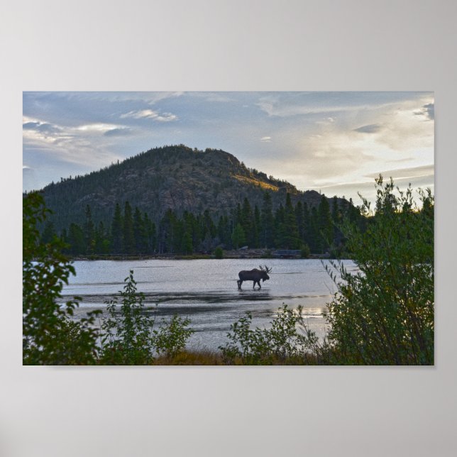 Bull Moose, Sunrise, Sprague Lake, Colorado Poster (Vorne)