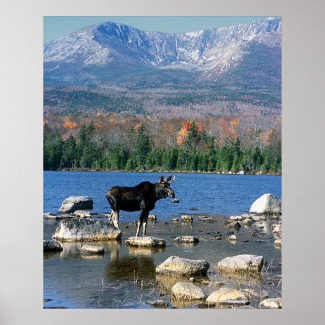 Bull Moose und der Berg Katahdin Poster (Vorne)