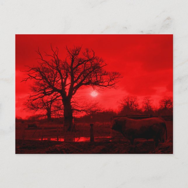 BULL POSTKARTE (Vorderseite)