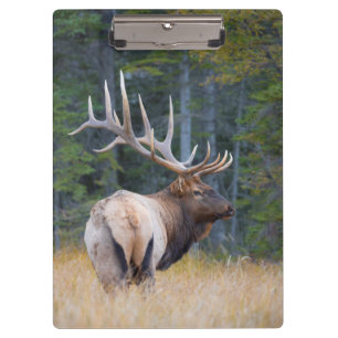 Bull Rocky Mountain Elk Klemmbrett
