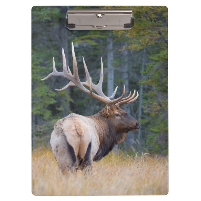 Bull Rocky Mountain Elk Klemmbrett (Vorderseite)
