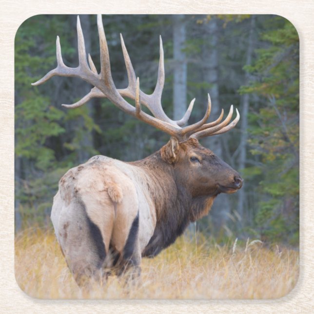 Bull Rocky Mountain Elk Rechteckiger Pappuntersetzer (Vorderseite)