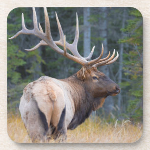 Bull Rocky Mountain Elk Untersetzer