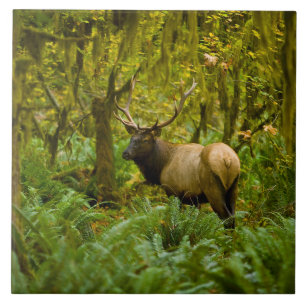 Bull Roosevelt-Elch Fliese