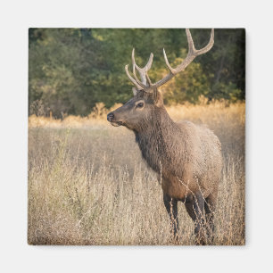 Bull Roosevelt-Elch im Gras Washington State Magnet