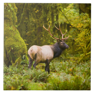 Bull Roosevelt-Elch steht auf einer Wiese Fliese