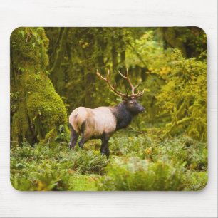 Bull Roosevelt-Elch steht auf einer Wiese Mousepad