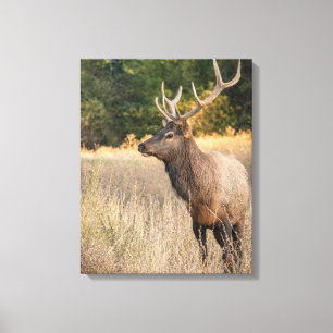 Bull Roosevelt Elk im Gras   Washingtoner Staat Leinwanddruck