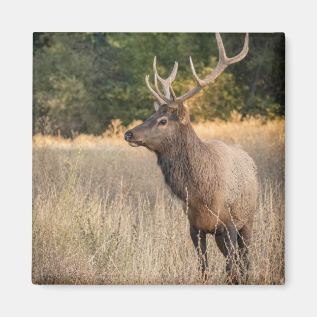Bull Roosevelt Elk im Gras | Washingtoner Staat Magnet (Vorne)