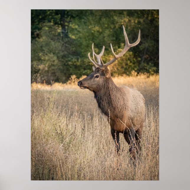 Bull Roosevelt Elk im Gras | Washingtoner Staat Poster (Vorne)