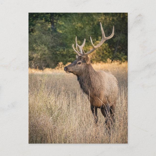 Bull Roosevelt Elk im Gras | Washingtoner Staat Postkarte (Vorderseite)
